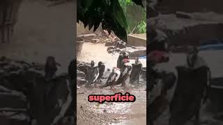 ¿Por qué los patos se quedan bajo la lluvia#shorts #patos