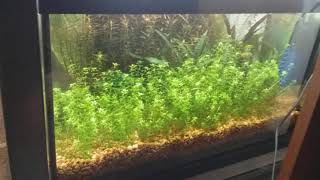 3 month old, walstad method 10 gallon aquarium. (no co2 or ferts added)