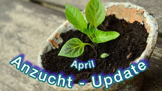 Anzucht-Update Gemüsepflänzchen 2024 … 🌶️  🍅 🫑