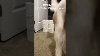 Dog VS Toilet paper Tower