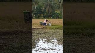 anak kecil asik ber manin di sawah dan joki muda mengoprasikan traktor sawah #shorts  #mesintraktor