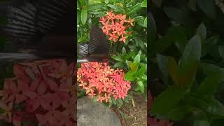 Nice butterfly nag sip sip Ng  flowers 🌹 🌺#viralvideo