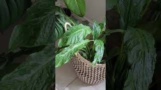 Domino Peace Lily Blooms! #faithandfoliage