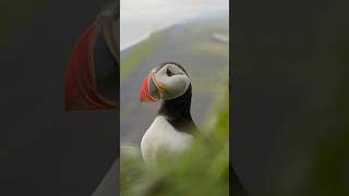 Puffins of Iceland #iceland #puffins #puffinsofinstagram #puffin #dyrholaey #dyrholaeylighthouse