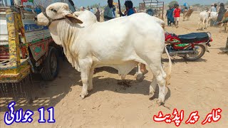 Zahir Pir Cow Mandi Update|11/07/2024|#Mandivisit|