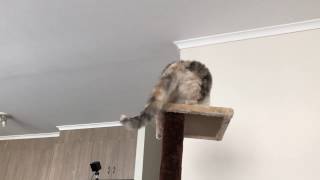 Winnie attacking tail and falling off tower