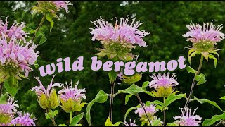 ✿ Wild Bergamot Attracts Hummingbirds and Butterflies ✿ Native Plant Profile ✿ Monarda fistulosa