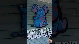 Watch out for the TUSK! #shortsvideo #elephant #elephants #novelty #roadsideattractions #oddities