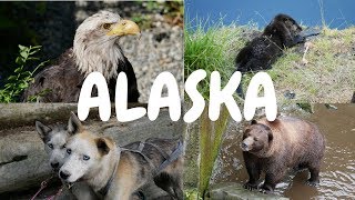 Alaska, ANIMALS, ANIMALS, Today is all about animals│ My travel Journal