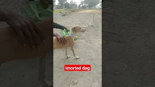 imported dog#foryou #viral #youtubeshorts