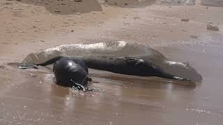 Monk Seal Baby Longer - Rocky and 'lli'ili - July 2024