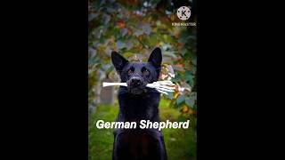 German Shepherd Dog breed || #whatsappstatus  #germanshepherd #dog #shorts #viral