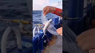 মাছের শরীরে আশ্চর্যজনক সেন্সর! Fish sensor #fish #shorts #fishvideo