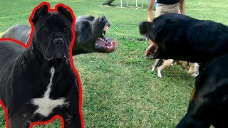 Cane Corso Köpek ırkı ( Köpek Dövüşlerinde Kullanılan bir ırk daha maalesef )