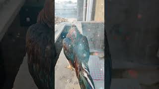 Aseel Murga TikTok Video #aseel #rooster #aseelmurga #birds #viral #ytshorts #shorts #foryou #asil