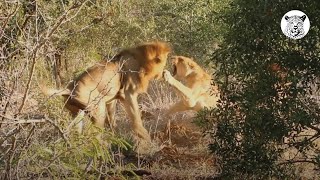 Lioness Attacked by 3 Male Lions.