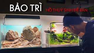 Chia Sẻ Cách Bảo Trì Hồ Thuỷ Sinh | Vệ Sinh, Chăm Sóc Hồ Shallow 45 Để Bàn.