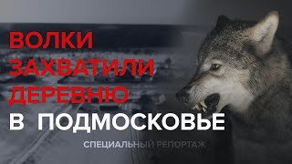 ВОЛКИ ЗАХВАТИ ДЕРЕВНЮ В ПОДМОСКОВЬЕ - Специальный репортаж