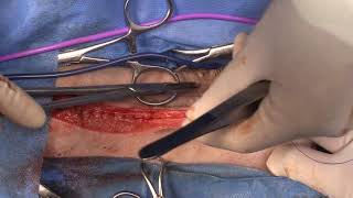 live stream gall bladder mococoele and portosystemic shunt in a dog