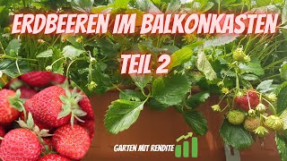 Erdbeeren im Balkonkasten Teil2 Wie Vermehren, Substrat, Dünger, Kastenhalterung und mehr