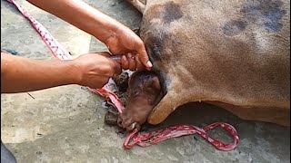 Delivery of death calf due to dystokia in Village