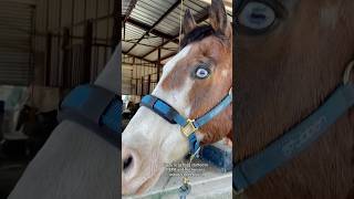 WORKING WITH HORSES TAKES A LOT OF PATIENCE BUT IT IS REWARDING ❤️🐴 #pemf #horsecare #painthorse