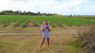 Australia | FLY ON THE FARM | Daily Vlog 248# | ByIri.