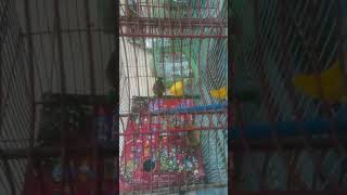 Goldfinch mulet kiss canary