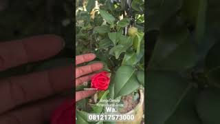 BUNGA CAMELIA (BIG SIZE)