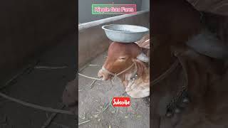 Good Balance । વાહ કપિલા તારૂ સંતુલન વાહ #kapila #gaiya 👌 #good #balance #latest #shortvideo #cow