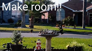 Bird Bath Mania!  - Make Room for Me!