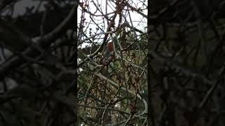 Canto do Pisco-de-peito-ruivo (Erithacus rubecula)