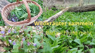 Bärlauch und andere Wildkräuter sammeln im Frühjahr