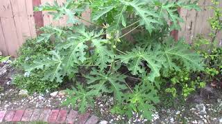 The Papaya: A MUST-HAVE for your food forest!