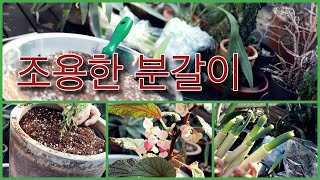 올해 첫 분갈이 영상! 말없이 분갈이만 합니다. ASMR로 즐겨주세요 : )