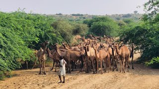 The owners are preventing the camels from drinking water