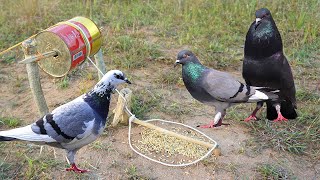 Easy simple unique bird trap make from bottle with wood