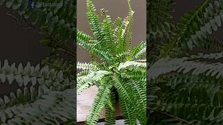 I Stopped Killing Boston Fern After Knowing This! - Boston Fern Care