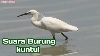 Suara Burung Kuntul