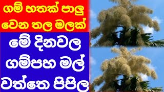 ගම් හතක් පාලු වෙන තල මලක් මේ දිනවල ගම්පහ මල් වත්තෙ පිපිල | Palmyra Flower |Gampaha Botanical Garden