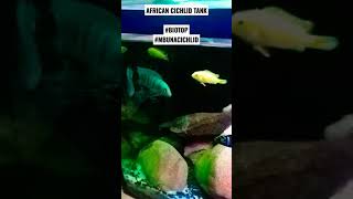 African Cichlid Tank #biotop #tankcichlid #cichlidafrika #africancichlid #beautytank