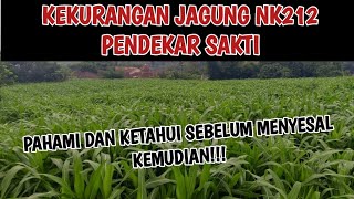 JAGUNG NK 212 PENDEKAR SAKTI TAHAN GLIFOSAT DAN KEKURANGANNYA!!