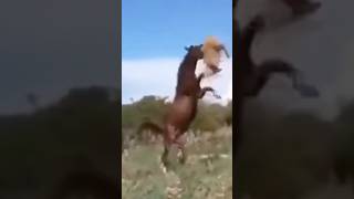 Horse Attack #animals #shorts #horse