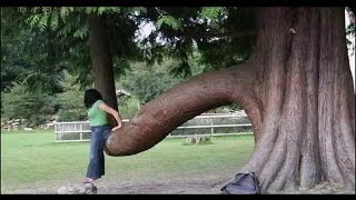 Funny Tree Shapes! Деревья, которые вас рассмешили!