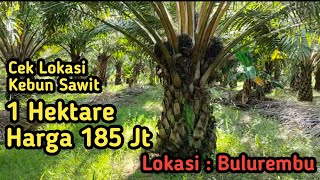 Ceklok Kebun Sawit 1 Ha. Harga 185Jt || Usia 5 tahun