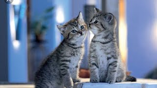 Baby Cats - Cute cat funny video compilation,kitten kutu mawoo,