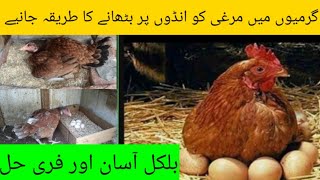 Kurak Murgi Andon Se Uth Jae Us Ka llaj |informative Tips About Aseel Broody Hen|DR.ASIF