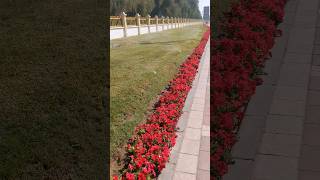 Reason behind the beauty of Abu Dhabi #viral #shortvideo