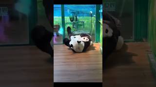 #熊猫 #cute #panda 妹猪:我终究还是要学会独立 🤣🤣