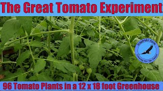 The Great Tomato Experiment